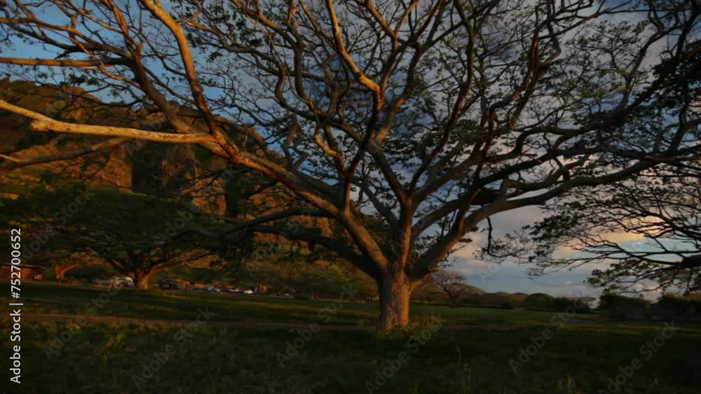 Steady cam on massive, bare tree in Hawaii - Sunset Steady cam on massive, bare tree in Hawaii - Sunset