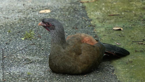 Chaco chachalaca, (ortalis canicollis) or rufous-vented chachalaca (ortalis ruficauda) spotted in an urban park, sitting and resting on the ground, wondering around the surroundings, close up shot. photo