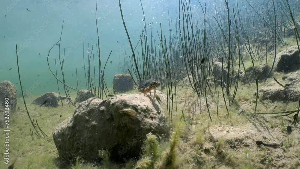 Male Smooth newt (Lissotriton vulgaris) on a small rock looking for female at the bottom of shallow pond in Estonia. Male Smooth newt (Lissotriton vulgaris) on a small rock looking for female at the bottom of shallow pond in Estonia.