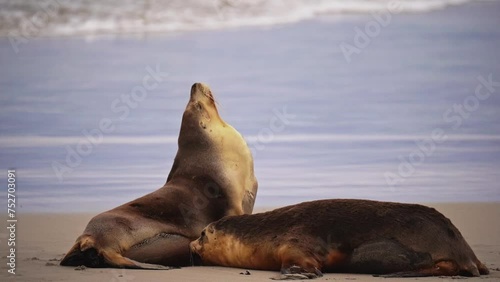Australian fur seal at Seal Bay Conservation Park, Kangaroo Island, South Australia