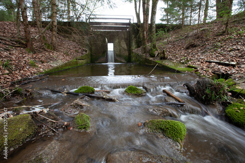 A babbling brook meandering through a lush woodland, surrounded by towering trees and accompanied by the singing of birds. photo