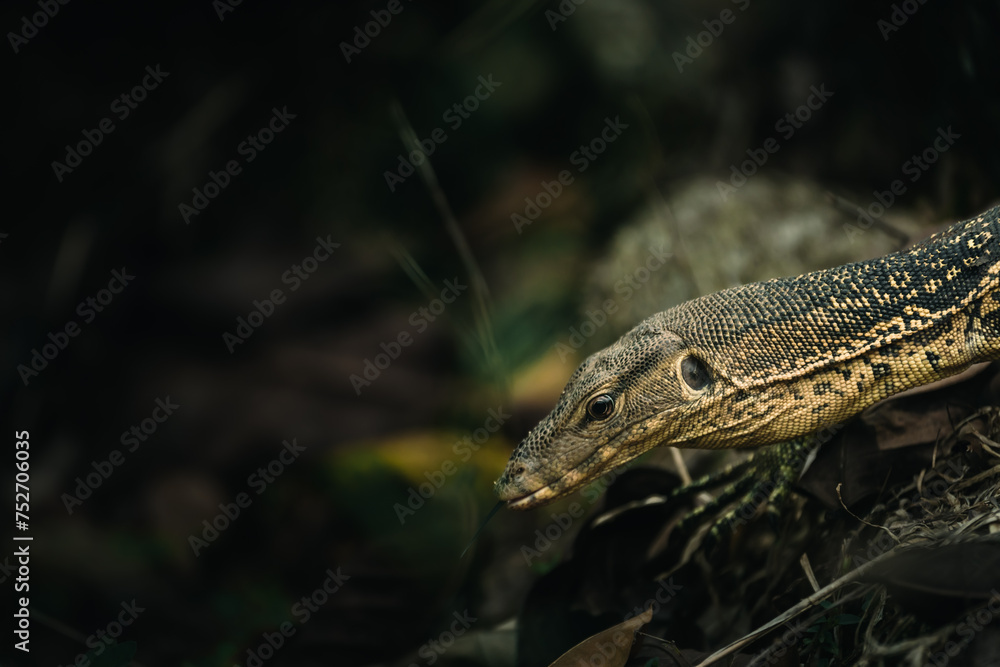 Fototapeta premium the rocky ambush a young water monitor lizard in the dark shadows