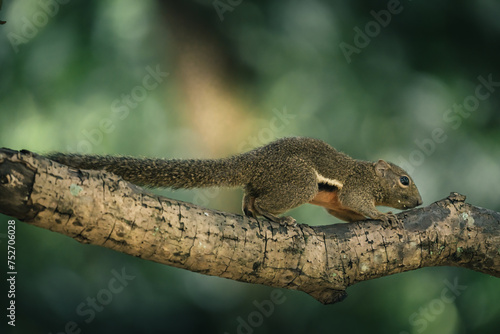 charming plantain squirrel on treetop adventure © CSJ STUDIO