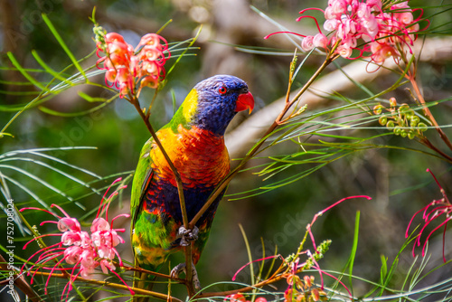 Obraz na płótnie Rainbow Lorikeet - Trichoglossus moluccanus- species of parrot found in Australia w salonie
