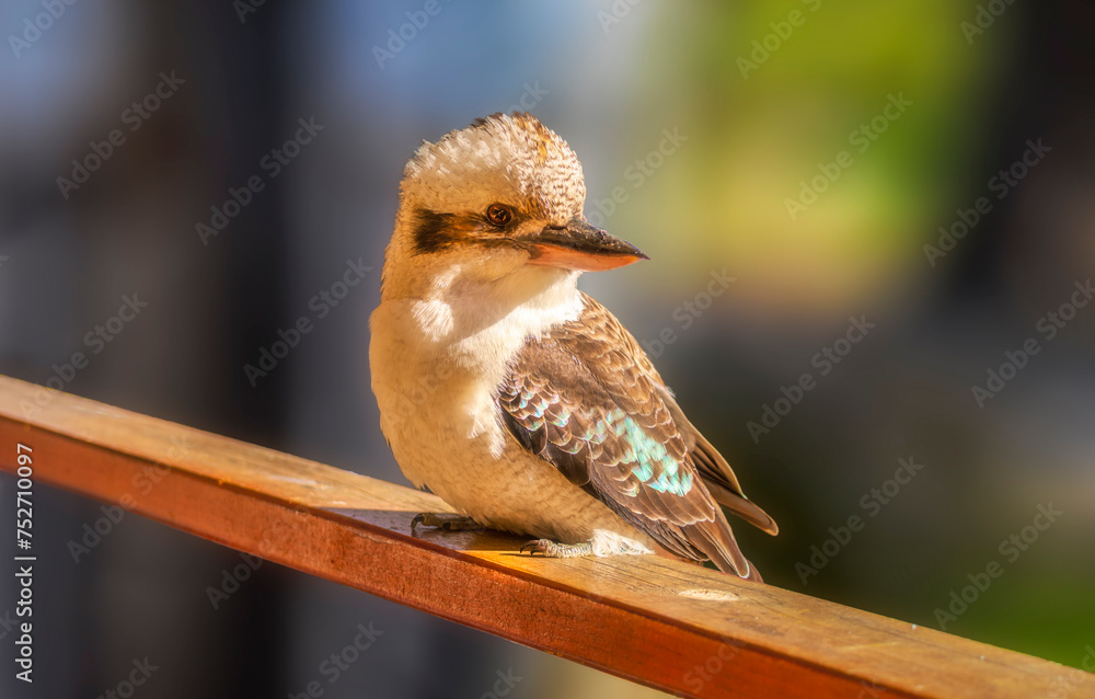 A Kookaburra, is a terrestrial tree kingfishers of the genus Dacelo