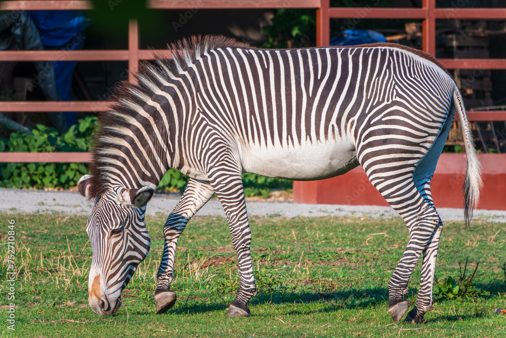 Grevy's zebra, lat Equus grevyi, also known as the imperial zebra eats green grass. Grevy's zebra, lat Equus grevyi, also known as the imperial zebra eats green grass.