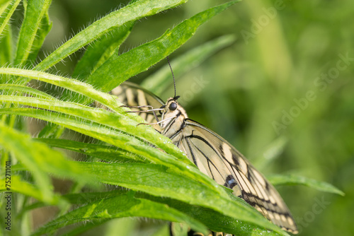 A beautiful butterfly perches on a grass branch