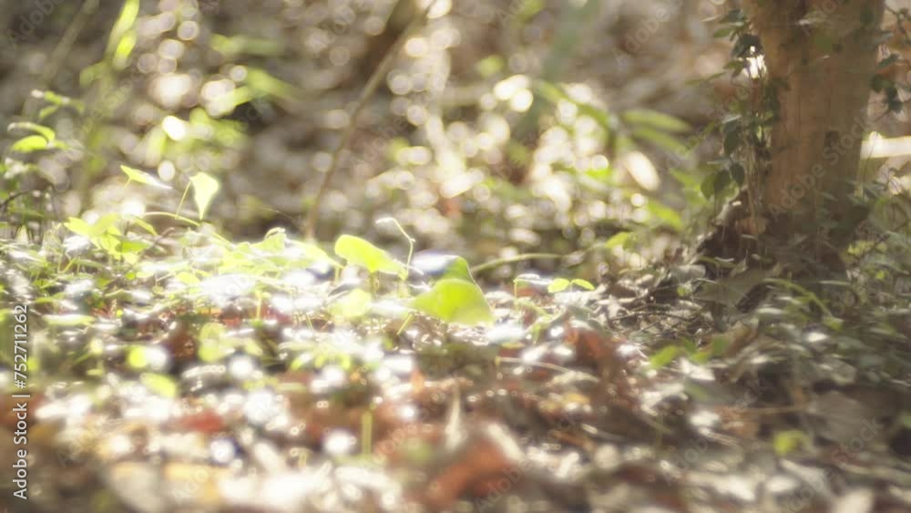Forest ground and germinating buds with bright sunlight through leaves Forest ground and germinating buds with bright sunlight through leaves