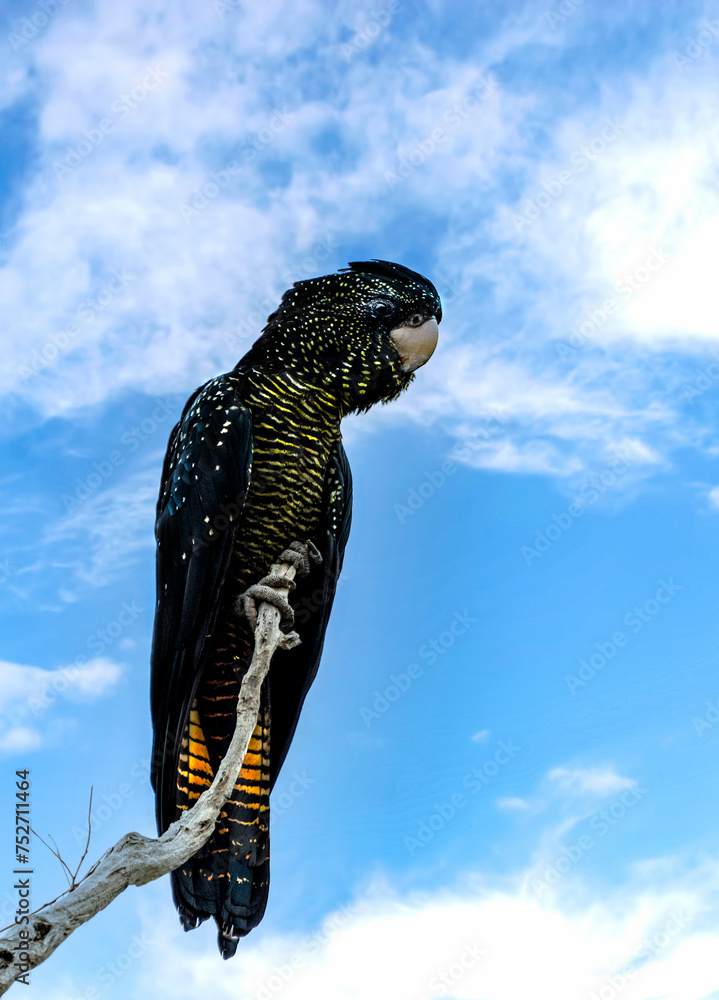 The Australian Red Tail Black cockatoo