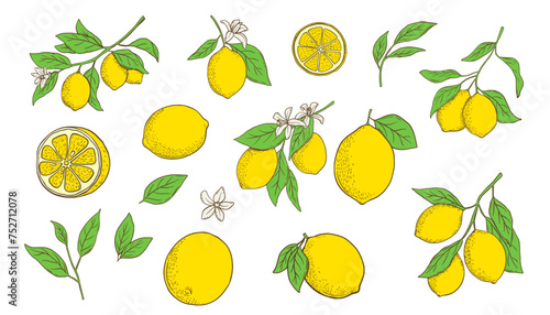 Hand drawn lemon branch and slice. Fruit in flat style, whole fresh citrus isolated on white background