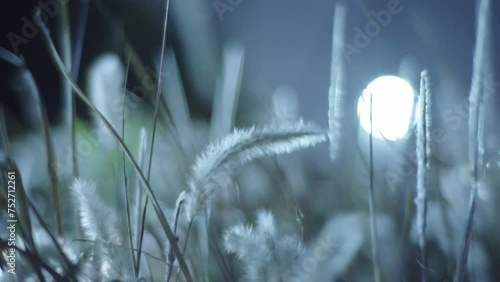 A fantastic and lonely scene of ears on the side road at night