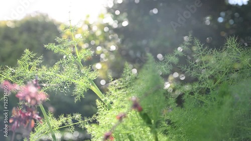 Bocca video of fennel and nerines with sparkling water dropping and sunbursts after garden spraying photo