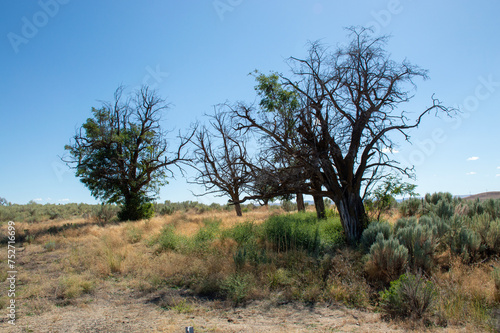 Desert Trees