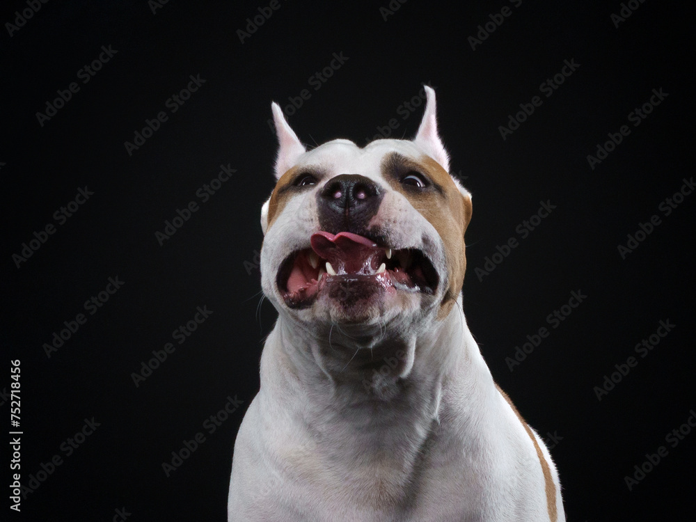 A joyful American Staffordshire Terrier dog poses against a dark background, its tongue playfully out