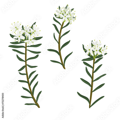 marsh Labrador tea, field flower, vector drawing wild plants at white background, Rhododendron tomentosum,floral element, hand drawn botanical illustration photo