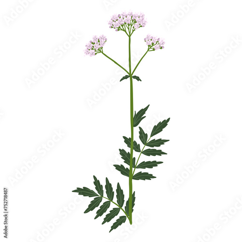 valerian, field flower, vector drawing wild plants at white background, Valeriana officinalis,floral element, hand drawn botanical illustration