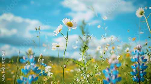 Beautiful field meadow flowers chamomile, blue wild peas in morning against blue sky with clouds, nature landscape, close-up , © ASHFAQ