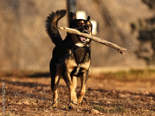 German shepherd mix running with a stick