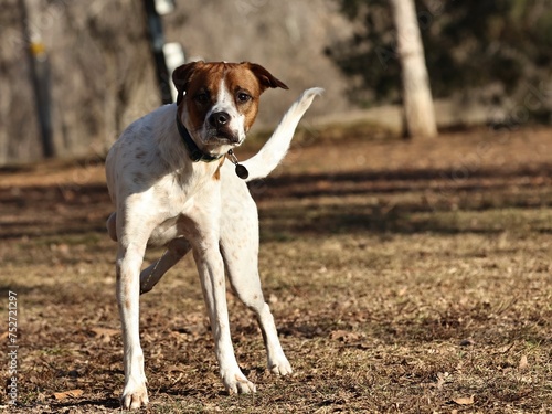 Dog standing in park 