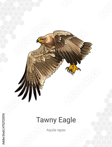 Tawny Eagle - Aquila rapax illustration
