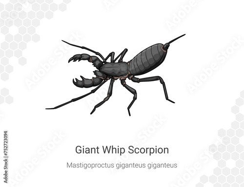 Giant Whip Scorpion - Mastigoproctus giganteus giganteus illustration photo