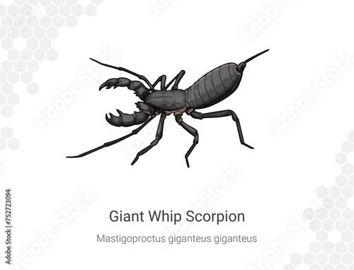 Giant Whip Scorpion - Mastigoproctus giganteus giganteus illustration