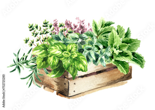 Kitchen fragrant herbs in the wooden box, Hand drawn watercolor illustration isolated on white background