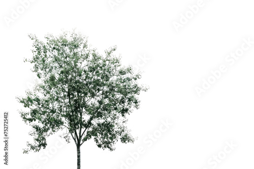 Tree Stands Alone Isolated On Transparent Background