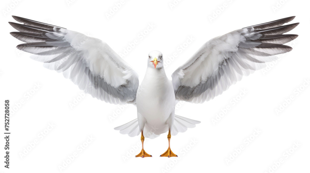 Fototapeta premium Seagull isolated on transparent a white background