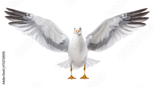Seagull isolated on transparent a white background