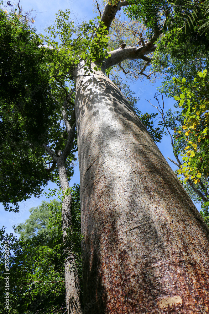 Fototapeta premium Baobab tree in Madagascar