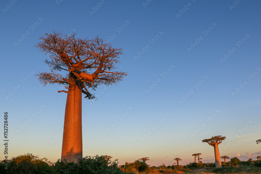Fototapeta premium Baobab tree in Madagascar