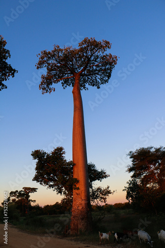 Baobab tree in Madagascar