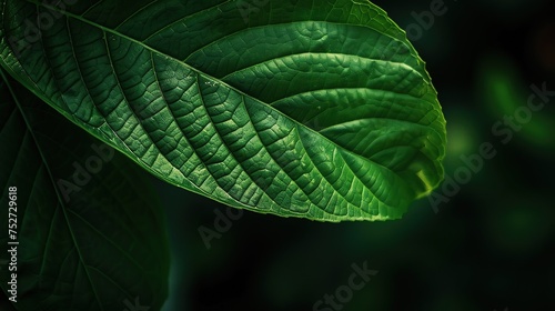 A green leaf with the dark green veins and the dark green veins.