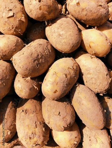 Potatoes root vegetable heap muddy freshly harvested potato pile of starchy raw potato food tuber  plant solanum tuberosum aaloo alu patate closeup batata, pomme de terre photo  photo