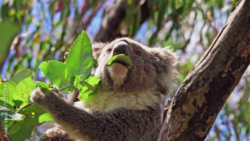 Koala eating leaves in the wild. Hanson Bay, Kangaroo Island, South Australia. photo