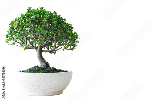 Lush Green Ornamental Tree Isolated On Transparent Background