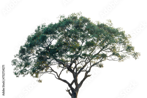 Lone Tree Display Isolated On Transparent Background