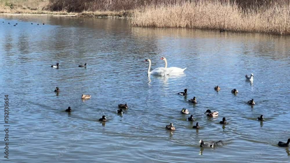 Two swans and group of ducks floating on the sea Two swans and group of ducks floating on the sea