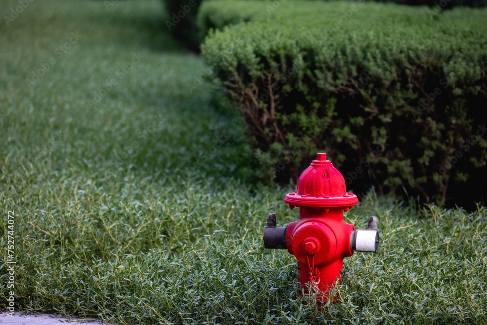 Bright red firehydrant in green bushes sunny day Bright red firehydrant in green bushes sunny day