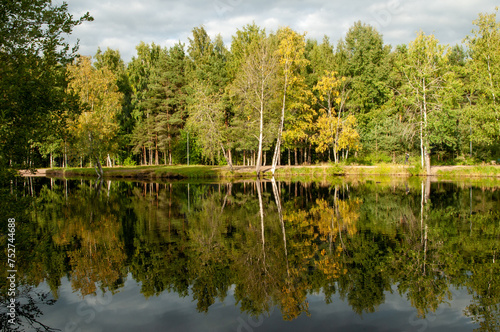 reflection of trees in the water