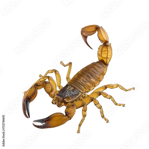 side view of scorpion transparent isolated on white png