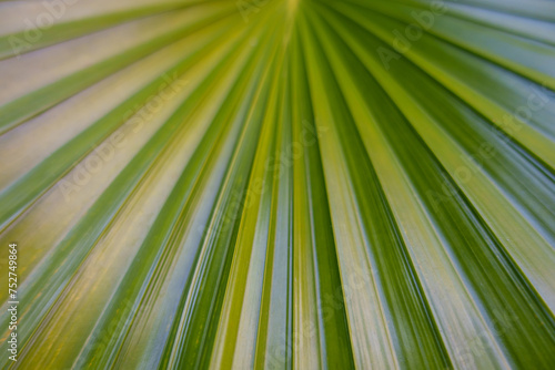 Close up of radial patterns on natural green leaf © LI