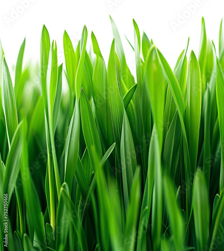 Lawn isolated on transparent background. PNG