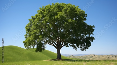 Solitary oak tree standing majestically on lush green hill against a backdrop of clear blue skies