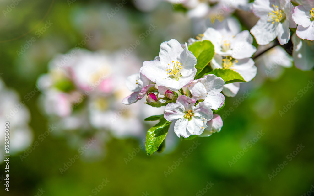 appletree blossom branch in the garden in spring
appletree blossom branch in the garden in spring