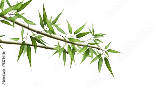 Elegance in Simplicity: Isolated Bamboo Stem on White Background