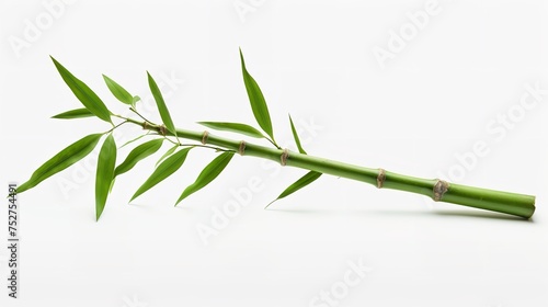 Elegance in Simplicity: Isolated Bamboo Stem on White Background photo