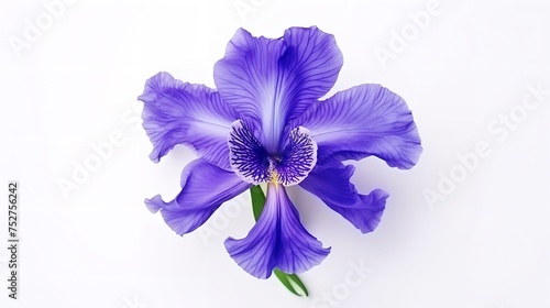 Ethereal Beauty  Blue Iris Flower Isolated on White Background