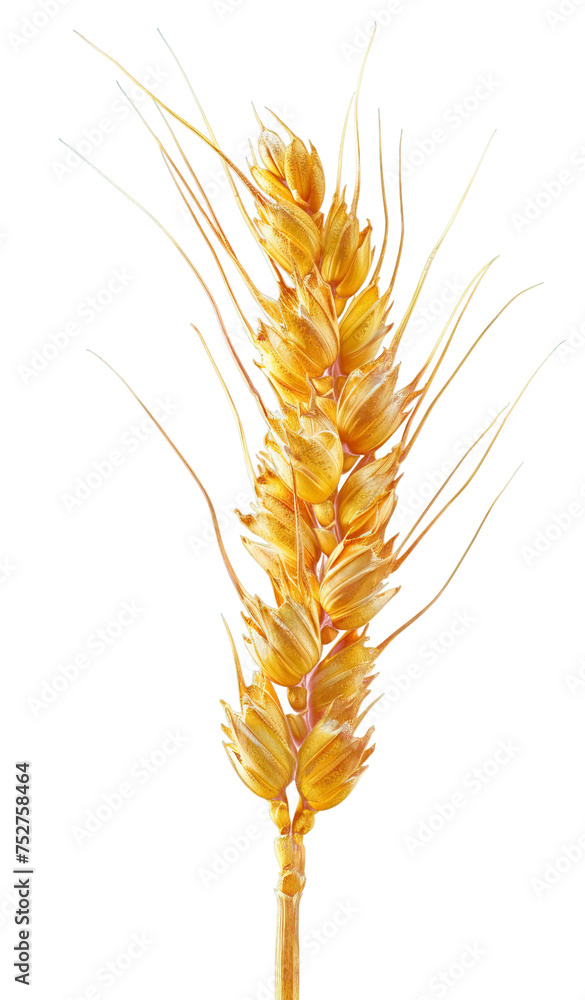 Spikelet of wheat isolated on transparent background. PNG Spikelet of wheat isolated on transparent background. PNG